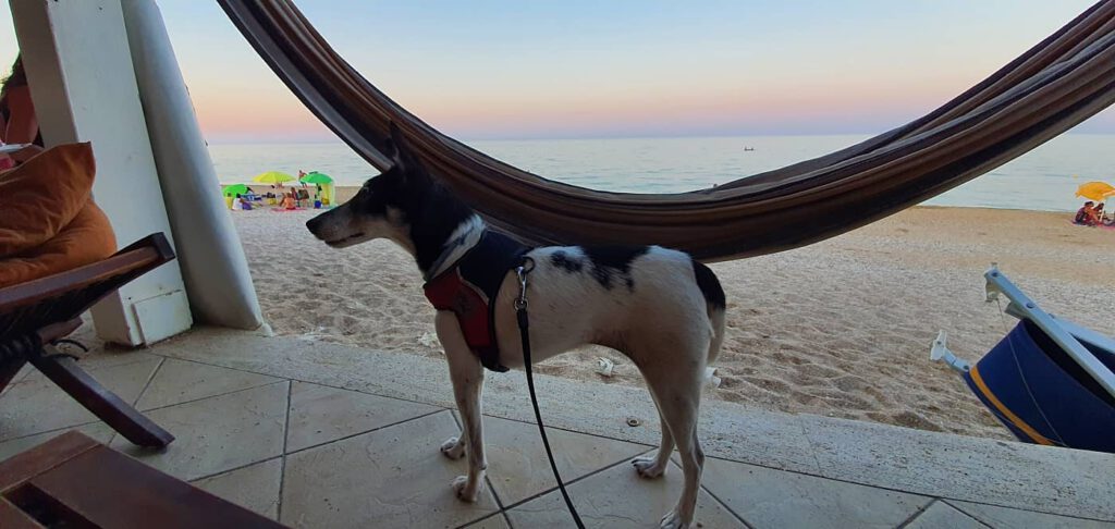ristoranti dog friendly marche, cenare con il cane nelle marche, ristoranti che accettano i cani
