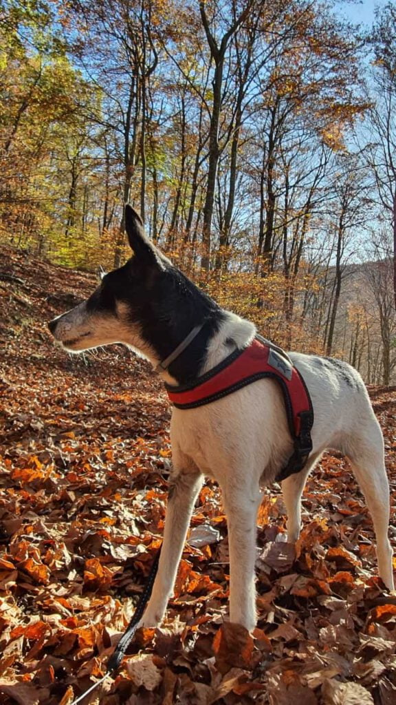 pian dell'elmo, autunno nelle marche