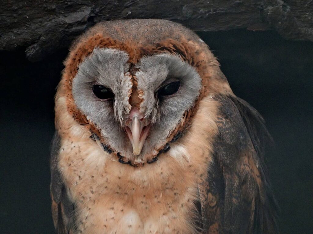 scottish owl center