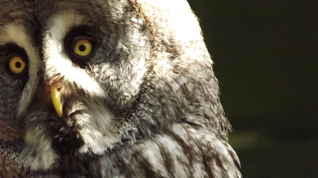 scottish owl center scozia