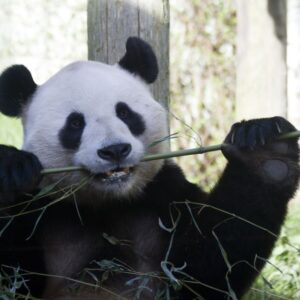 Zoo di Edimburgo: biglietto d'ingresso