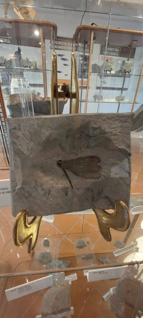 Borghi più belli delle Marche: un viaggio romantico nel medioevo 81 museo paleontologico, fiorenzuola di focara