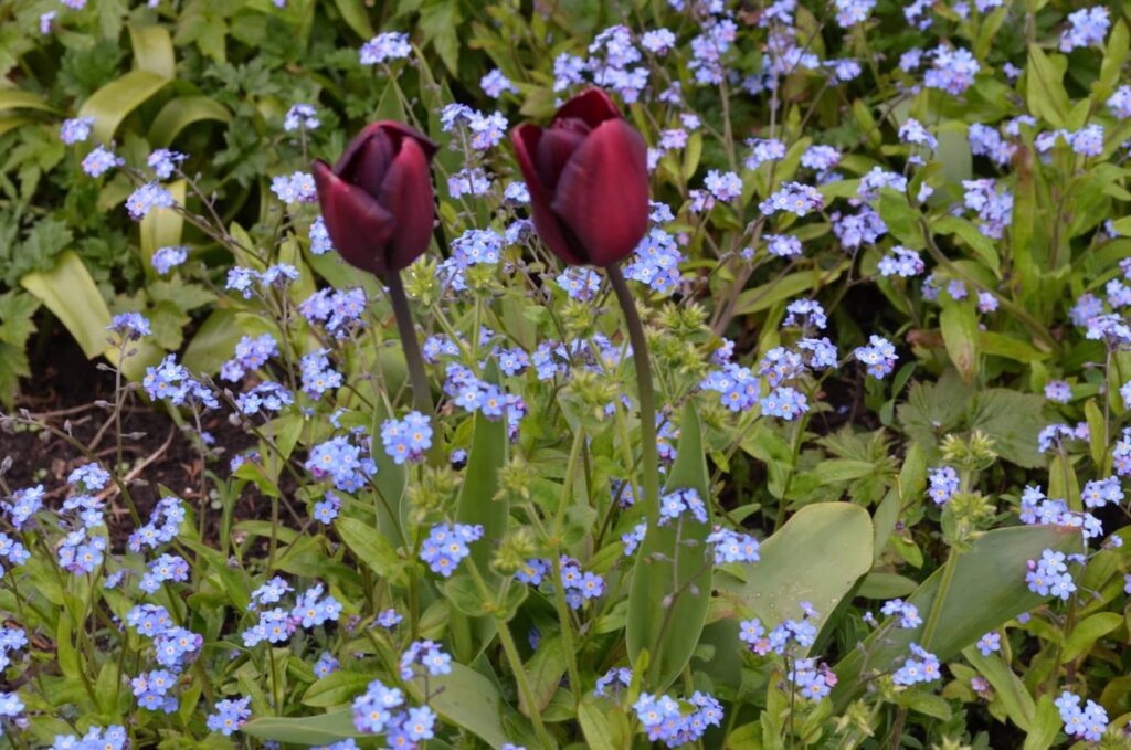 Kellie Castle (Scozia): il castello che non ti aspetti 14 kellie castle garden 10