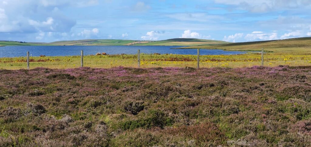 Mainland delle Orcadi: cosa vedere sull'isola più grande dell'arcipelago 38 ness of brodgar