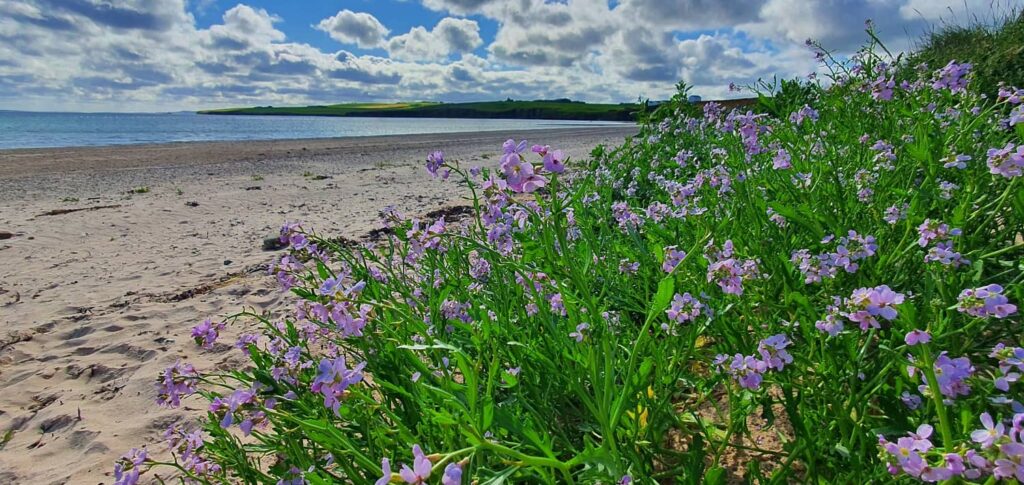 Mainland delle Orcadi: cosa vedere sull'isola più grande dell'arcipelago 7 mainland delle orcadi, scapa beach