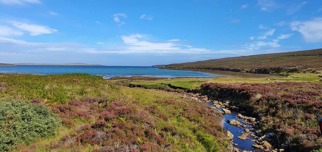 erica, heather scozzese, fiore leggendario della scozia