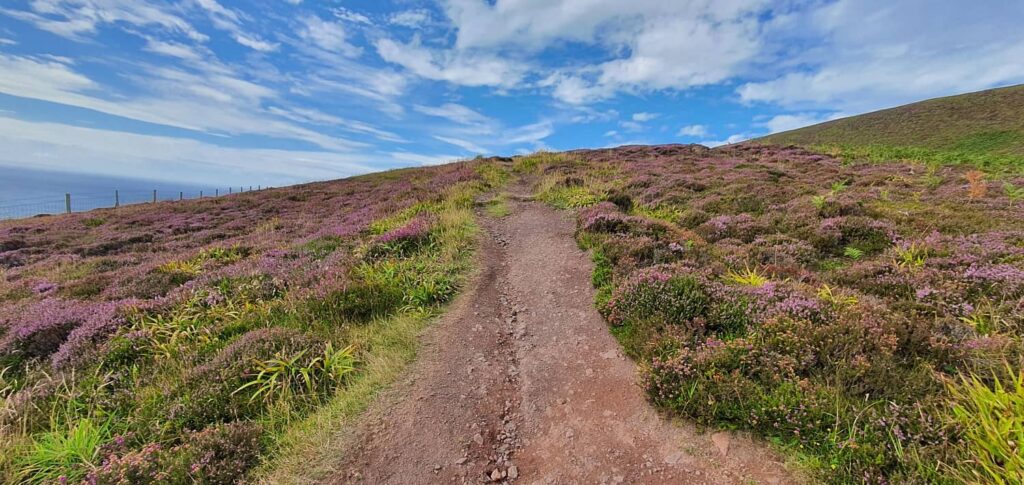 Simboli della Scozia: le icone che la rendono unica nel mondo 2 il leggendario fiore di scozia, l'erica, heather