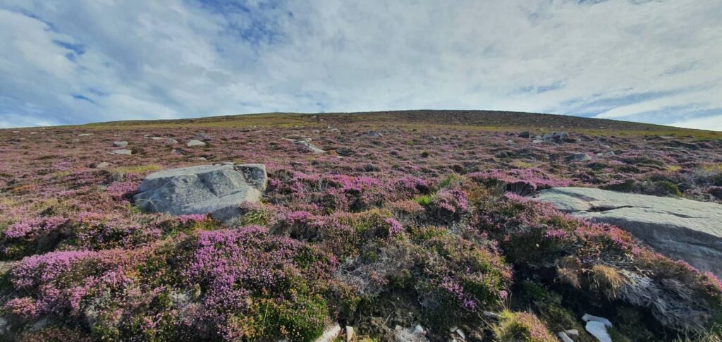 quando vedere l'erica in Scozia, heather scozzese