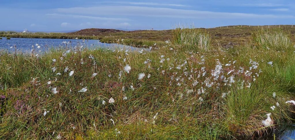 Betty Corrigal's grave: The Lady of Hoy