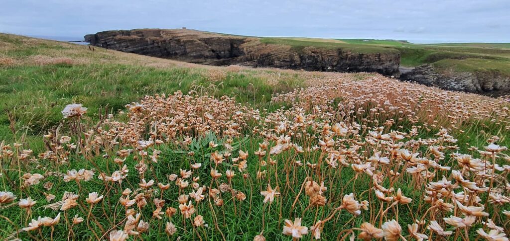 Yesnaby cliffs: uno dei tratti di costa più spettacolari delle Orcadi 20 Yesnaby Castle