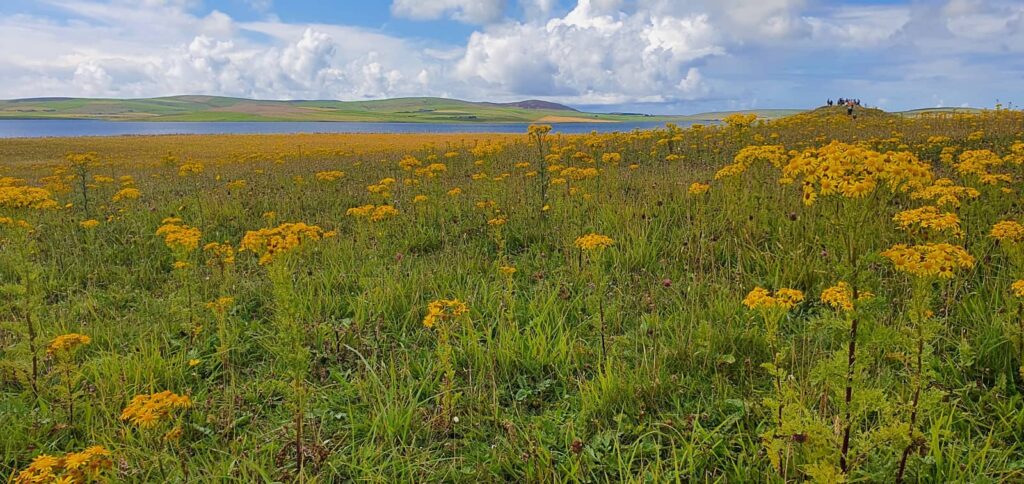 Ness of Brodgar, isole orcadi
