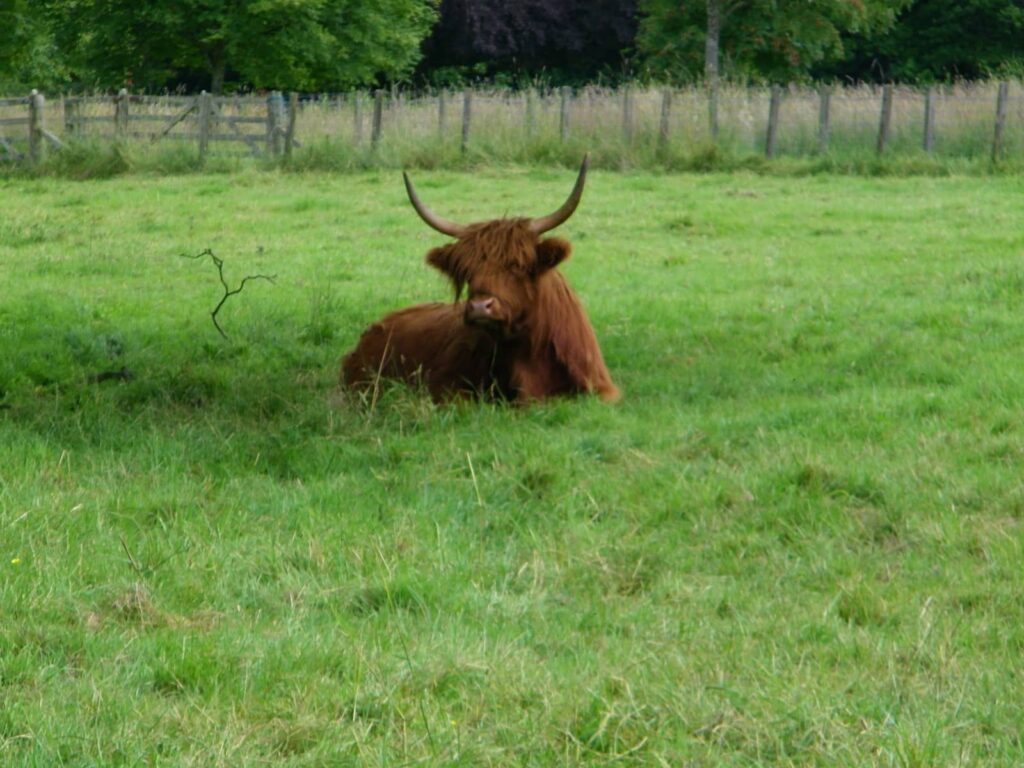 castelli da vedere in scozia, highland cow