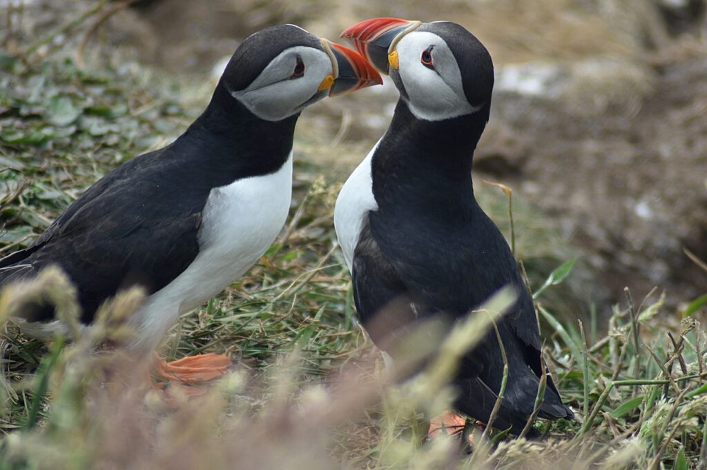 Puffin in Scozia: dove e quando vedere il pulcinella di mare 4 dove vedere i puffin in scozia