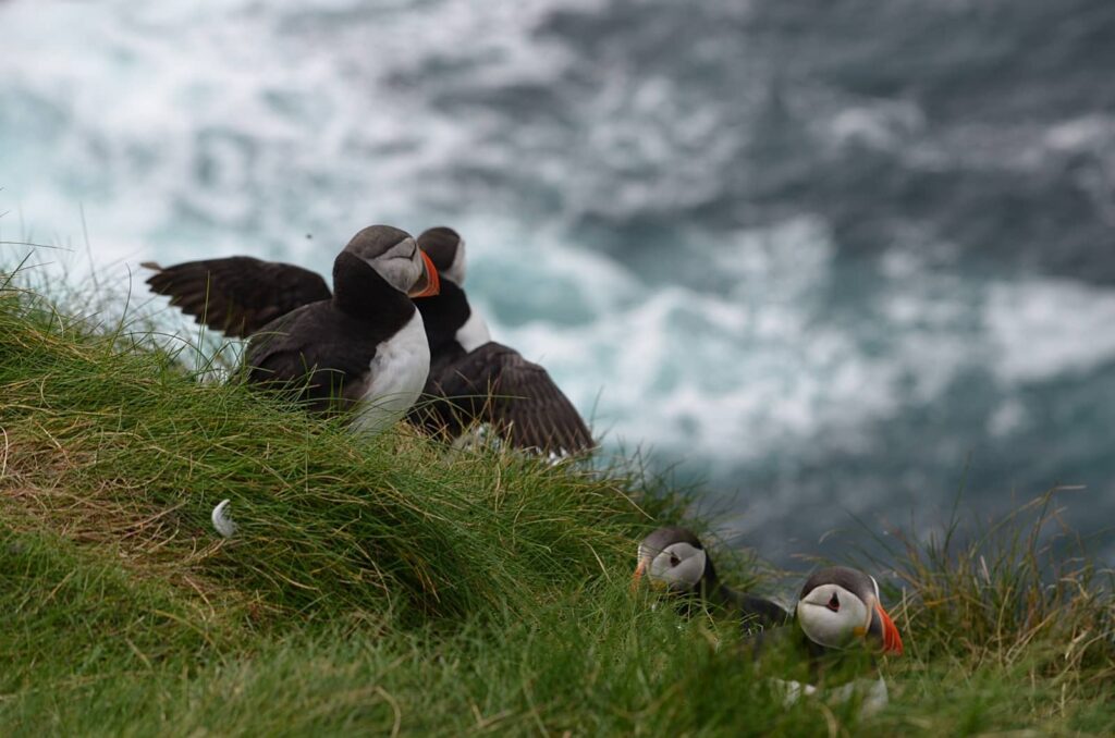 Puffin in Scozia: dove e quando vedere il pulcinella di mare 5 dove vedere i puffin in scozia, pulcinelle di mare