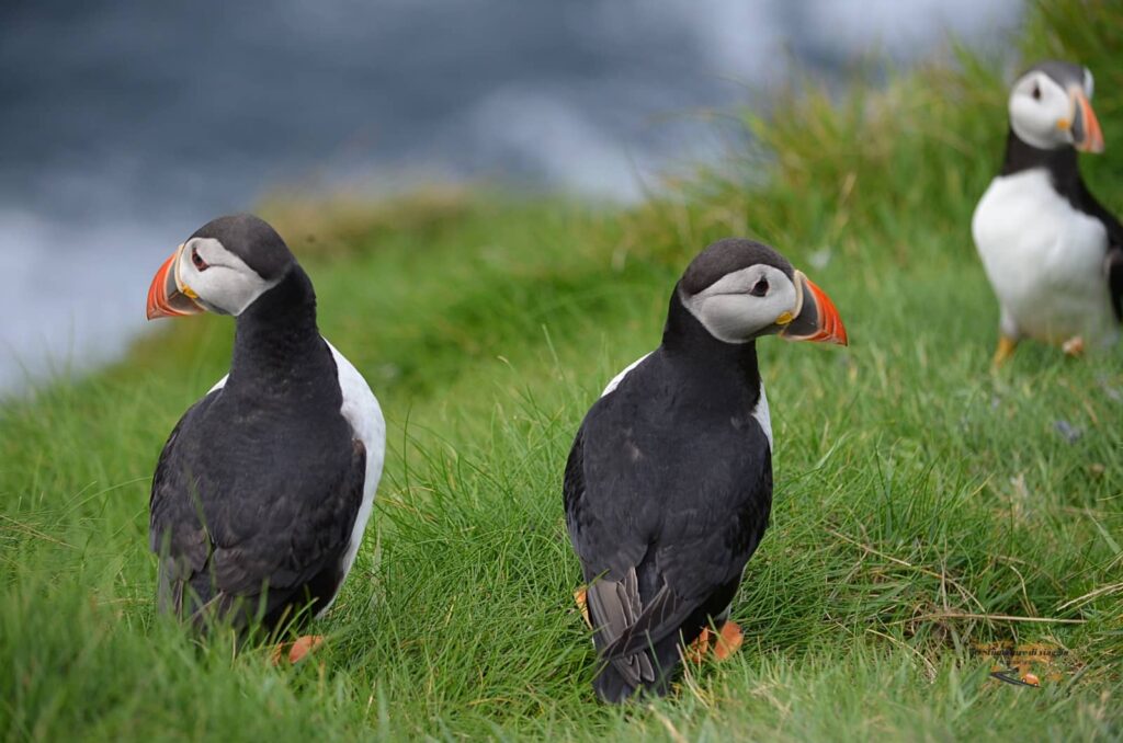 Puffin in Scozia: dove e quando vedere il pulcinella di mare 3 dove vedere i puffin in scozia, pulcinelle di mare