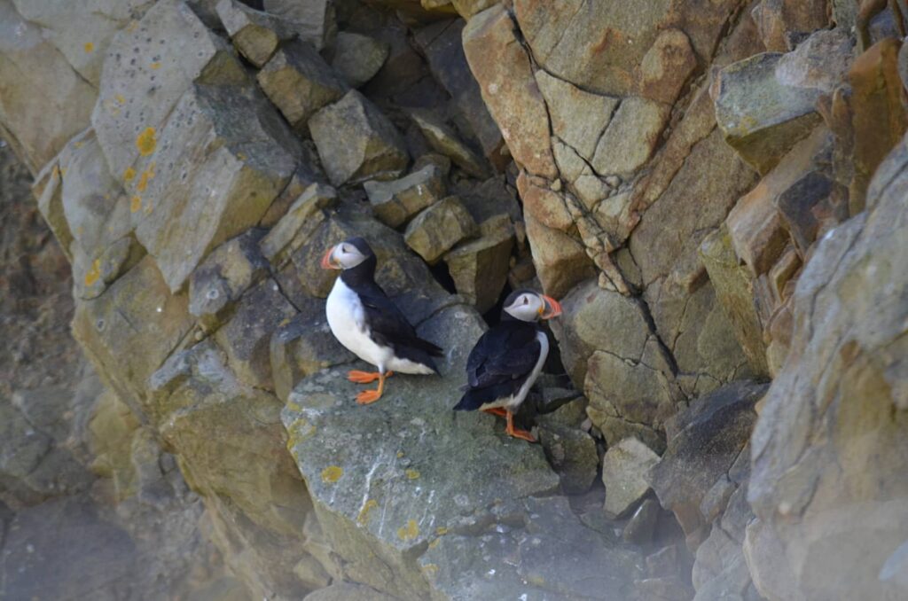 Puffin in Scozia: dove e quando vedere il pulcinella di mare 15 pulcinelle di mare, dove vedere i puffin in scozia