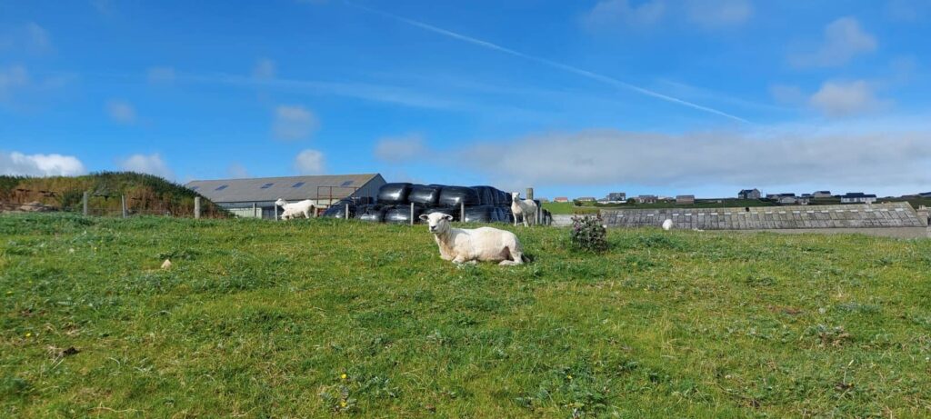 viaggio alle isole Shetland