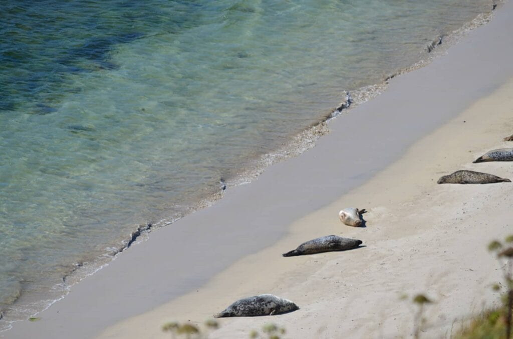 Rerwick beach - le spiaggie più belle delle Shetland