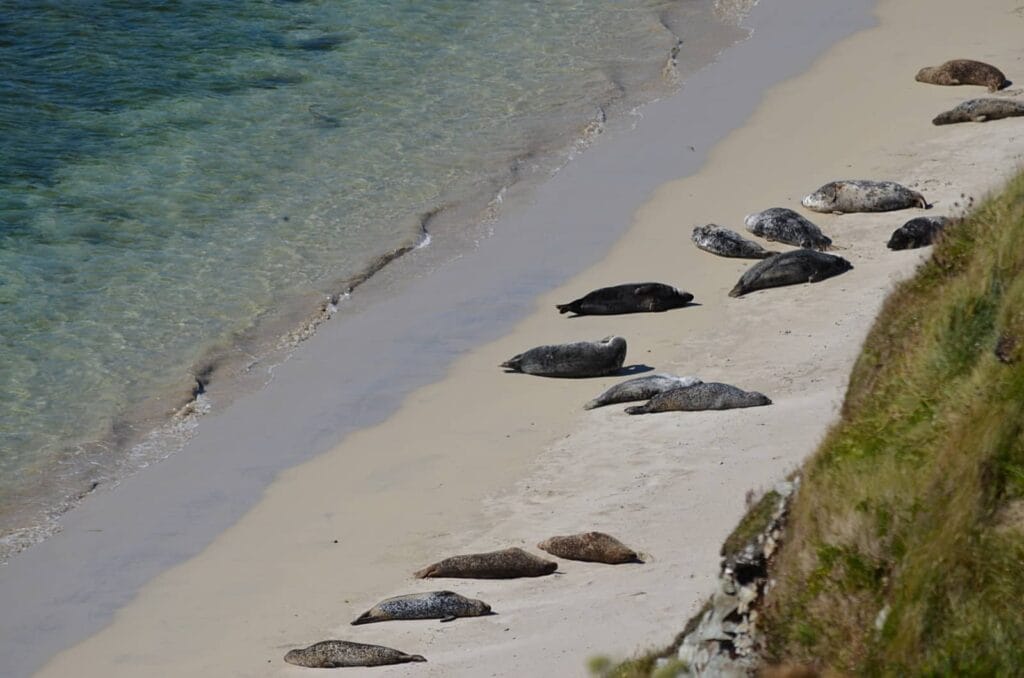rerwick beach, spiagge più belle delle shetland