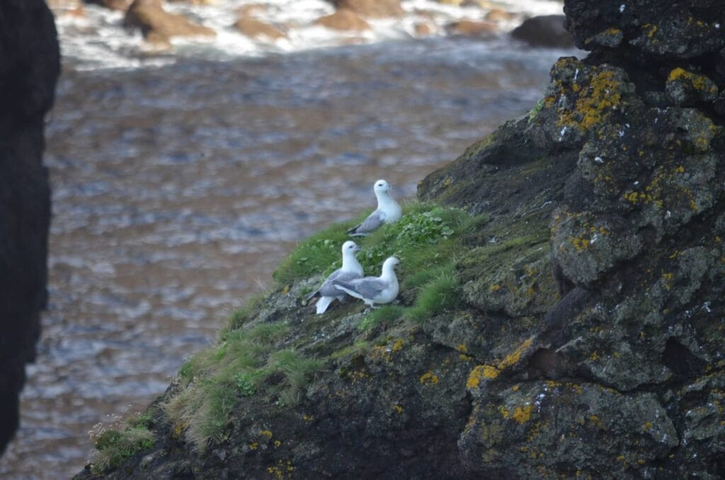 Eshaness - isole shetland