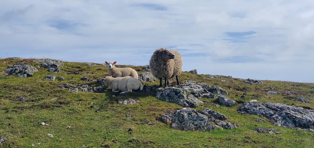 stenness beach, trekking isole shetland