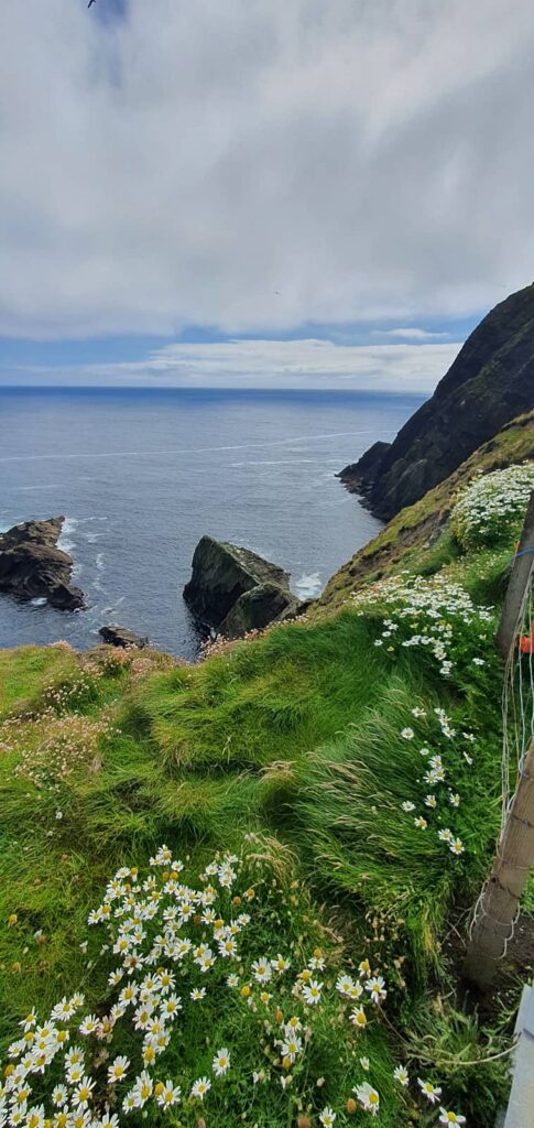 Sumburgh Head: il Faro dei Puffin e l’anima delle Shetland 44 riserva naturale a Sumburgh Head