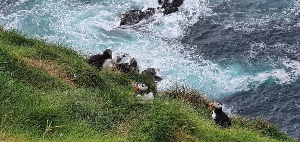 Sumburgh Head: il Faro dei Puffin e l’anima delle Shetland 11 Sumburgh Head Lighthouse, puffin in scozia