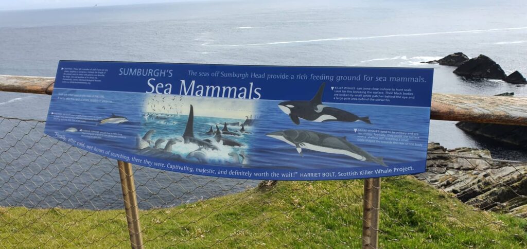 Sumburgh Head: il Faro dei Puffin e l’anima delle Shetland 33 Sumburgh Head, viaggio alle shetland