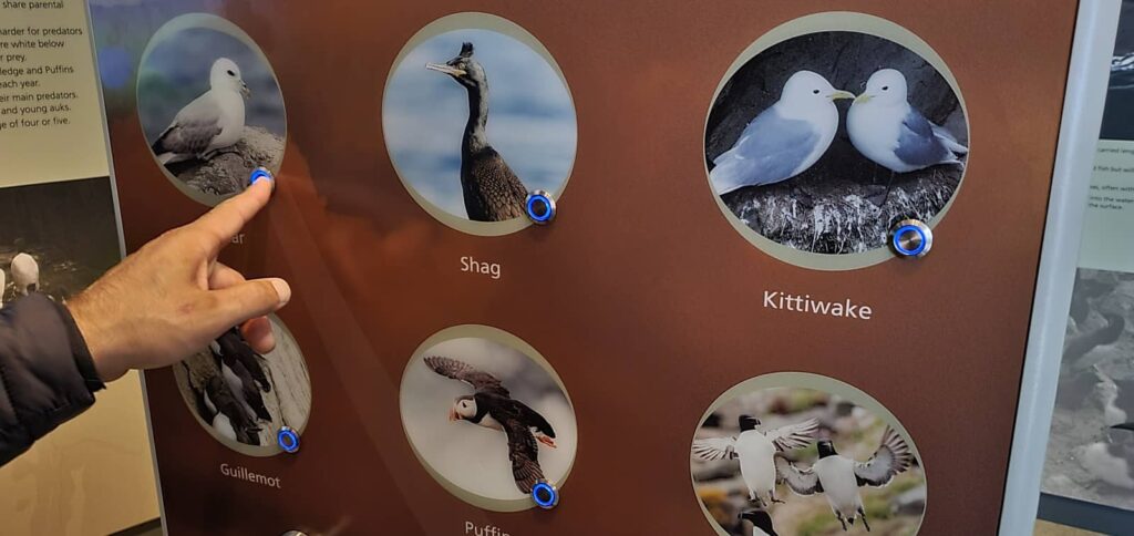 Sumburgh Head: il Faro dei Puffin e l’anima delle Shetland 41 Sumburgh Head, marine life center