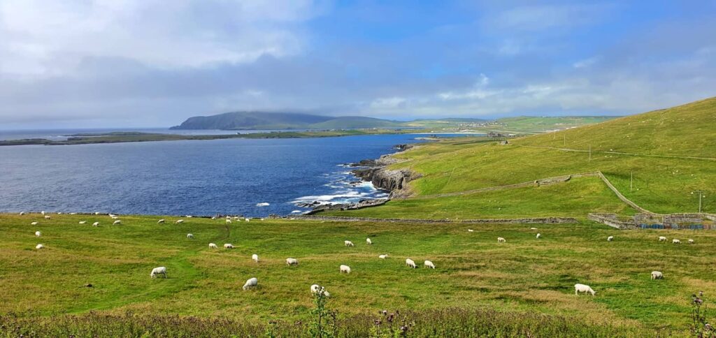 Sumburgh Head: il Faro dei Puffin e l’anima delle Shetland 3 Sumburgh Head, isole shetland