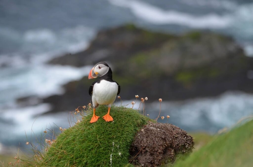 Sumburgh Head: il Faro dei Puffin e l’anima delle Shetland 9 sumburgh head lighthouse, shetland