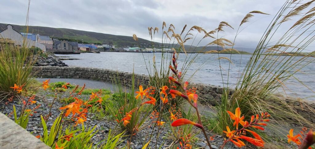 Scalloway, l'antica capitale delle isole Shetland 26 scalloway, viste sul villaggio