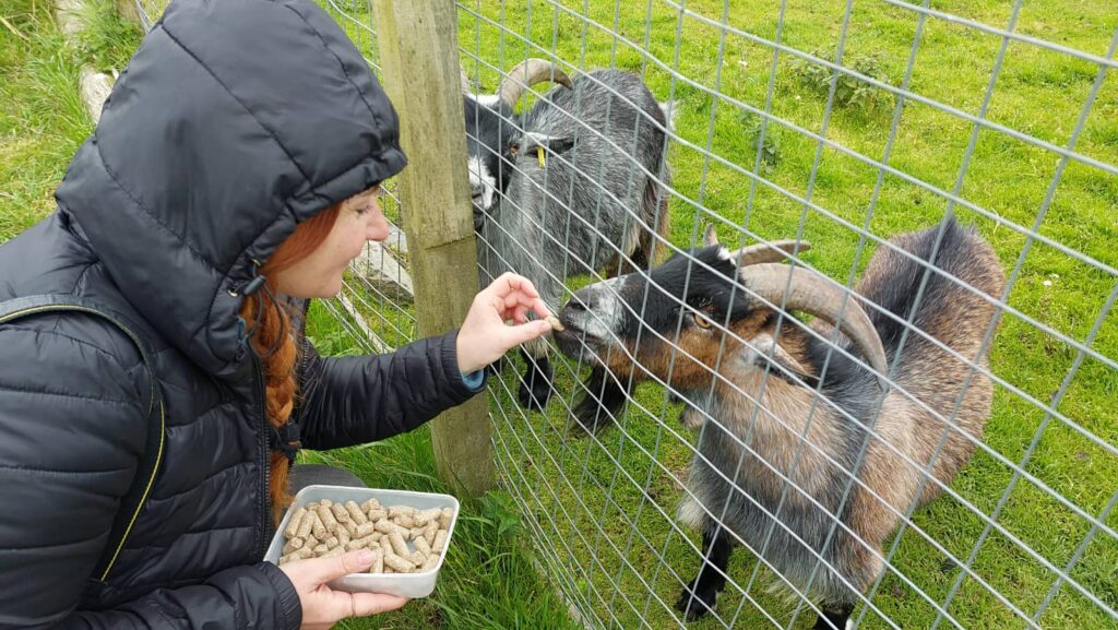 Cosa vedere a Mainland Shetland: luoghi imperdibili e consigli di viaggio alle isole Shetland 17 the Outpost, dove vedere i canguri nel mainland shetland