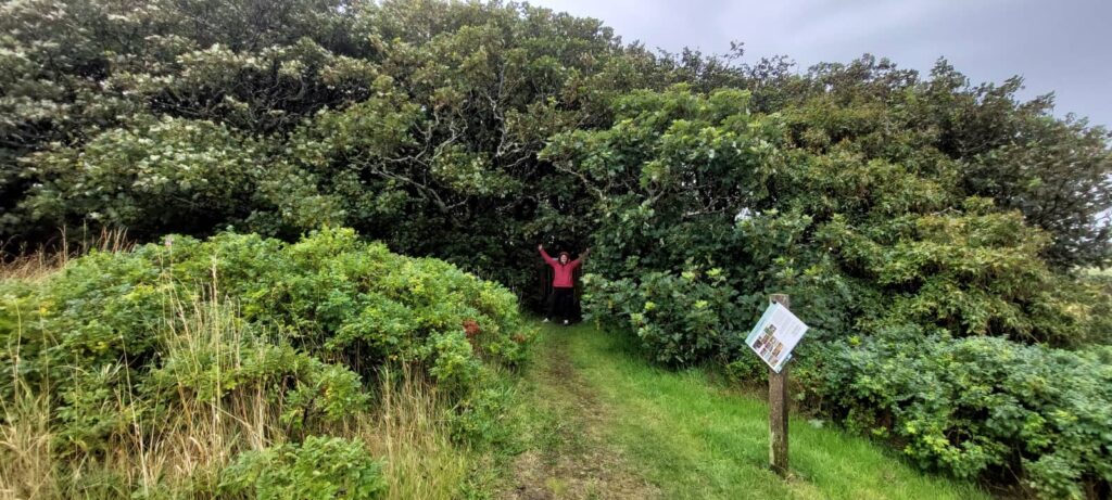 Halligarth House, la dimora abbandonata di Unst - Shetland 12 il bosco di Halligarth house