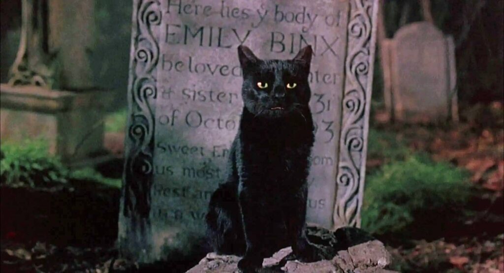 Hocus Pocus, itinerario tra i luoghi del film a Salem 19 hocus pocus, il gatto nero