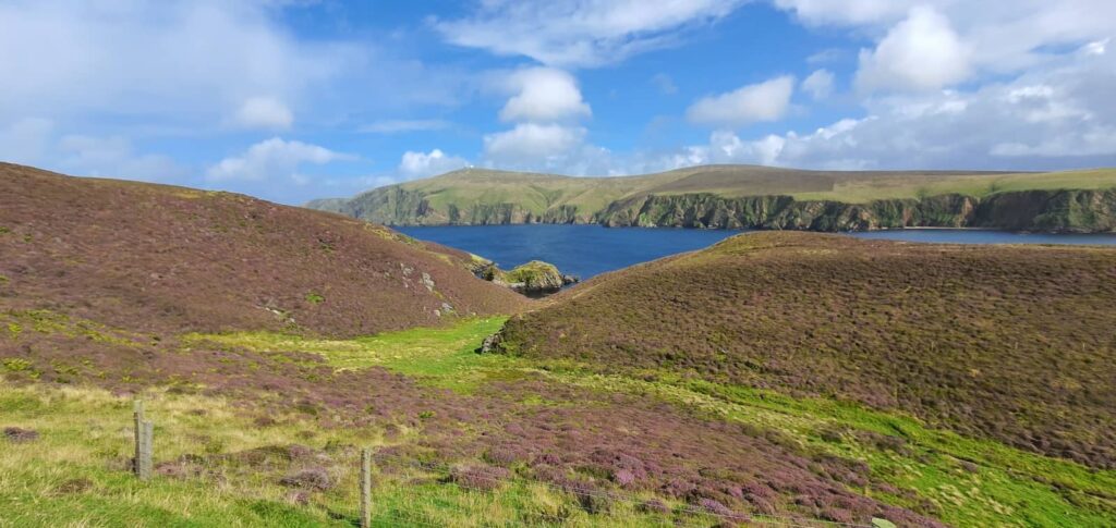 Riserva Naturale di Hermaness, isola di unst, shetland
