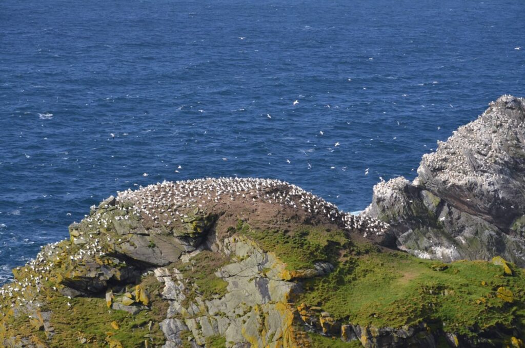 Riserva Naturale di Hermaness, colonie di sule