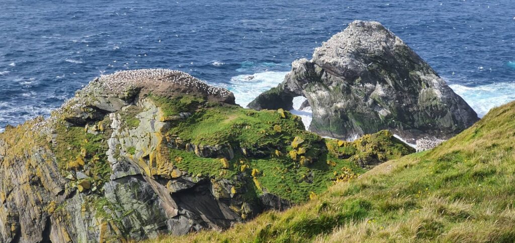 Riserva Naturale di Hermaness unst, shetland