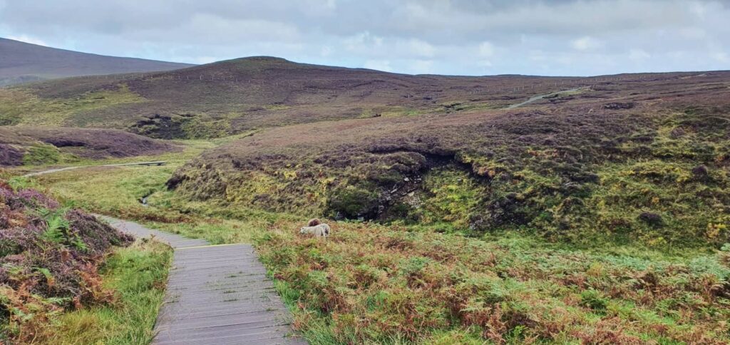 riserva hermaness, unst