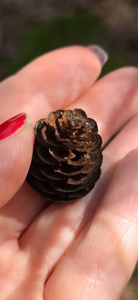 acadia national park itinerario