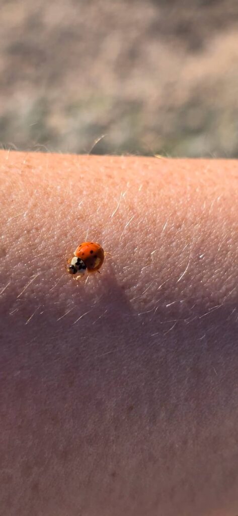 fauna cadillac mountain