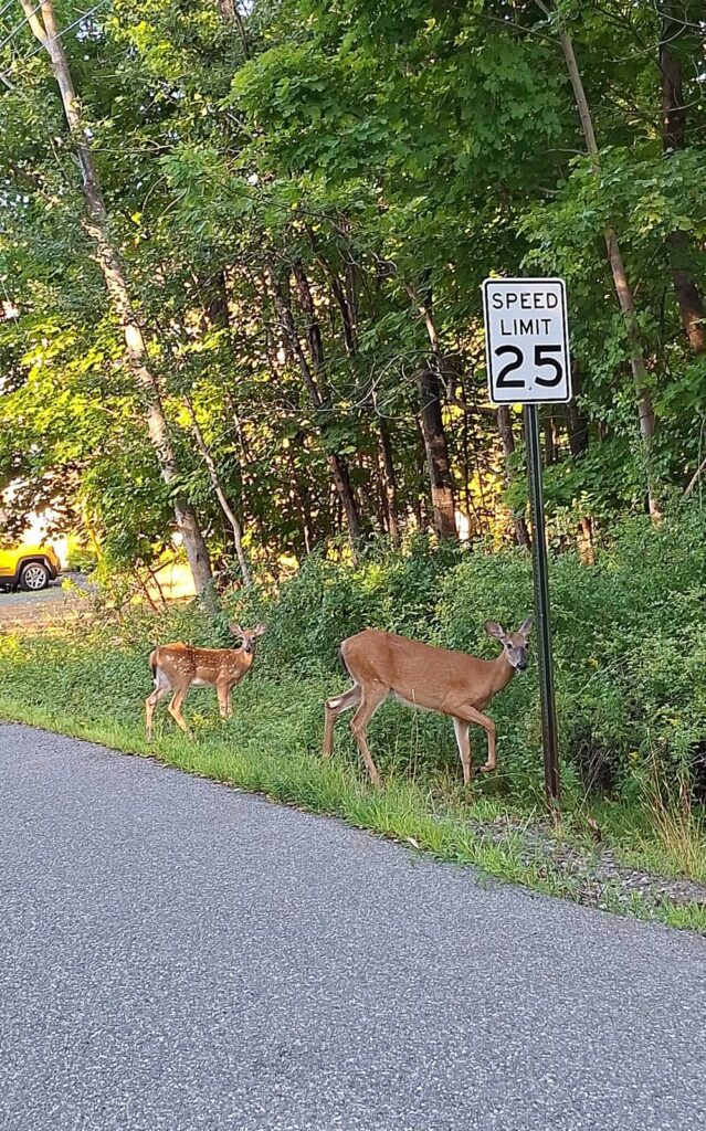 cervi parco di acadia 2