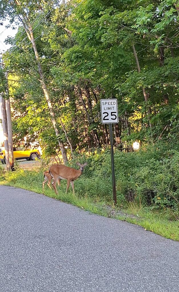 cervi parco di acadia