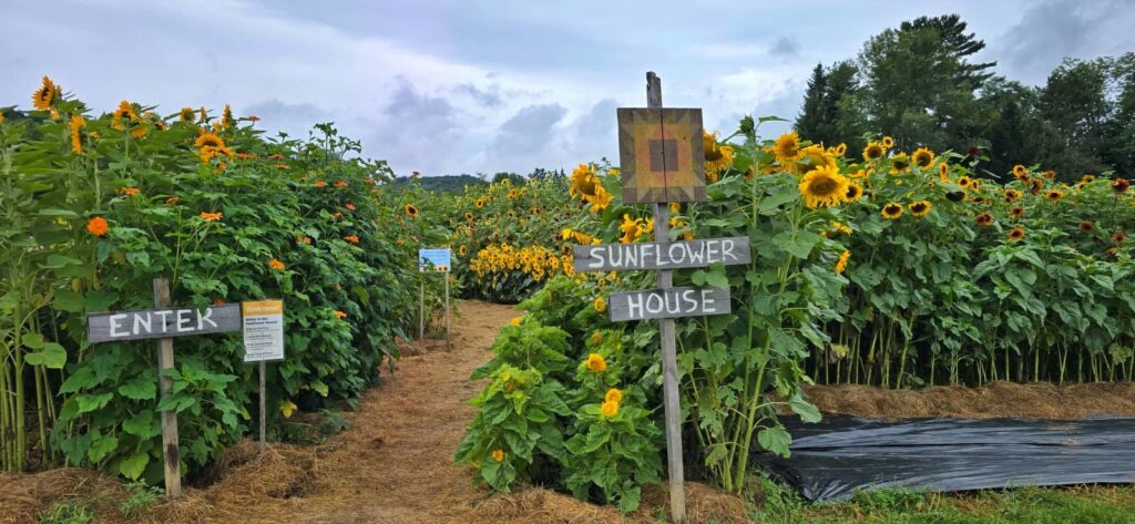 Cosa vedere a Woodstock Vermont: guida al villaggio più bello del New England 30 Sunflower House