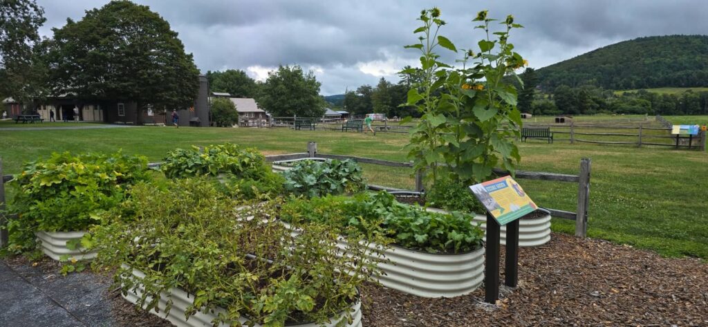 Billings Farm & Museum a Woodstock: visita alla fattoria storica del Vermont 59 billings farm museum woodstock