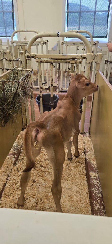 Billings Farm & Museum a Woodstock: visita alla fattoria storica del Vermont 48 gli animali di billings farm 10