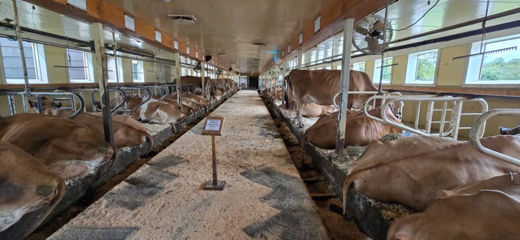 Billings Farm & Museum a Woodstock: visita alla fattoria storica del Vermont 41 gli animali di billings farm, le mucche jersey