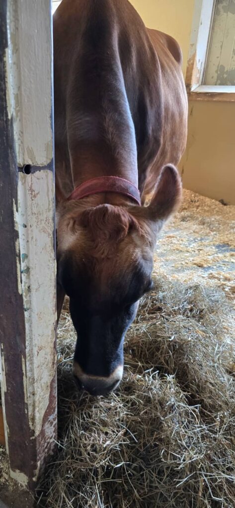 Billings Farm & Museum a Woodstock: visita alla fattoria storica del Vermont 49 gli animali di billings farm 11