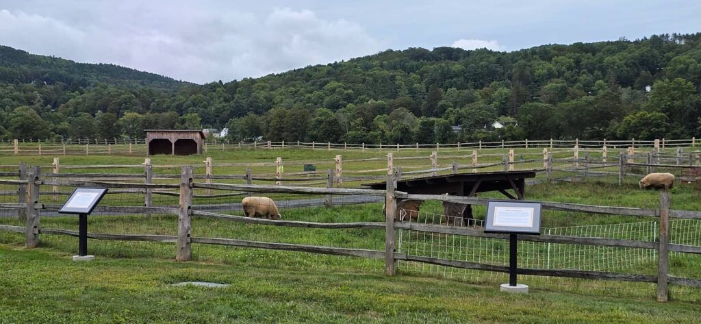 Billings Farm & Museum a Woodstock: visita alla fattoria storica del Vermont 50 gli animali di billings farm: le pecore