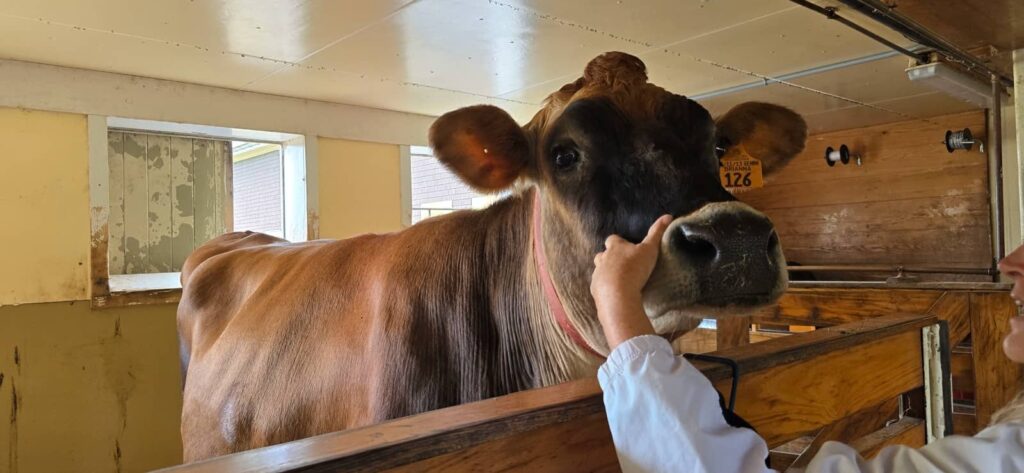 Billings Farm & Museum a Woodstock: visita alla fattoria storica del Vermont 42 gli animali di billings farm
